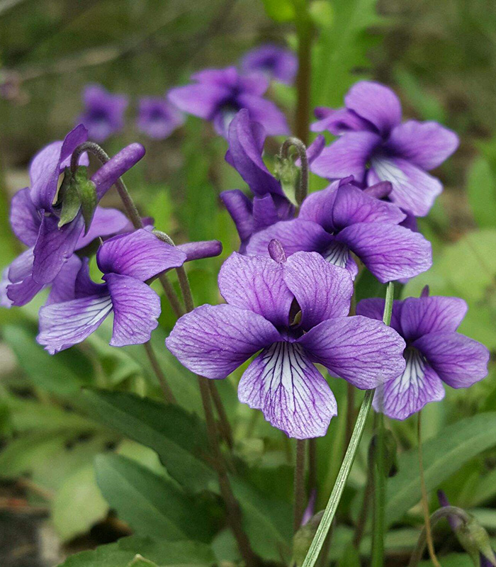 紫花地丁