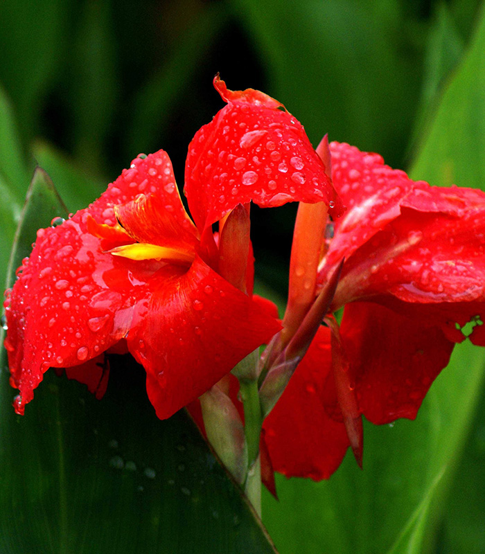 美人蕉（紅花）